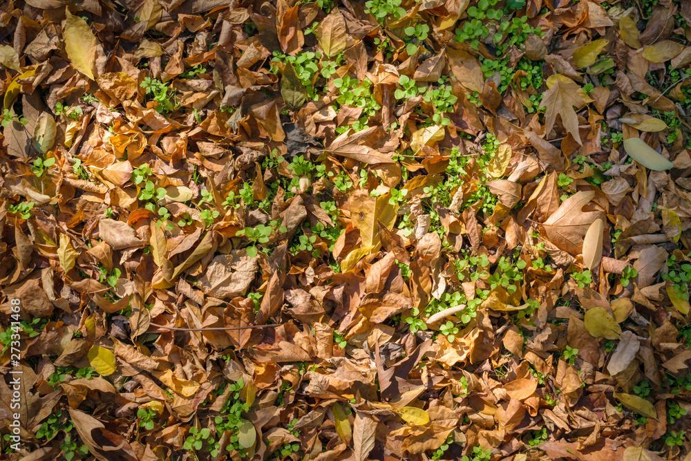 Autumn yellow golden leaves with green grass and light reflections, background top view Autumn yellow golden leaves with green grass and light reflections, background top view