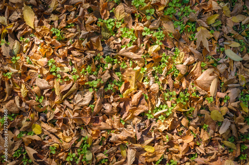 Autumn yellow golden leaves with green grass and light reflections, background top view