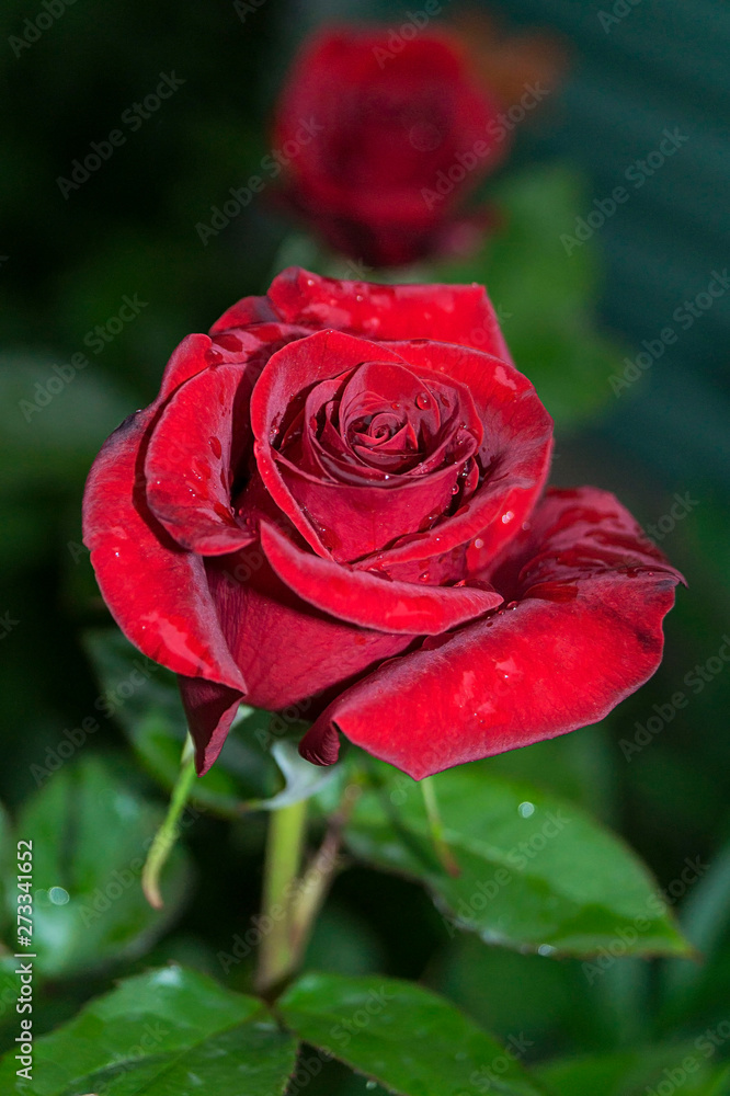 Natural bright roses background. Bright red rose for Valentine Day. Closeup, macro shot. Red rose flower. Close up of red roses and water drops. Roses in flower shop. A red rose bloom. Rose petals... Natural bright roses background. Bright red rose for Valentine Day. Closeup, macro shot. Red rose flower. Close up of red roses and water drops. Roses in flower shop. A red rose bloom. Rose petals...