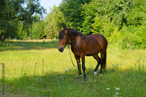 View of the brown horse on the green grass in the Park.
