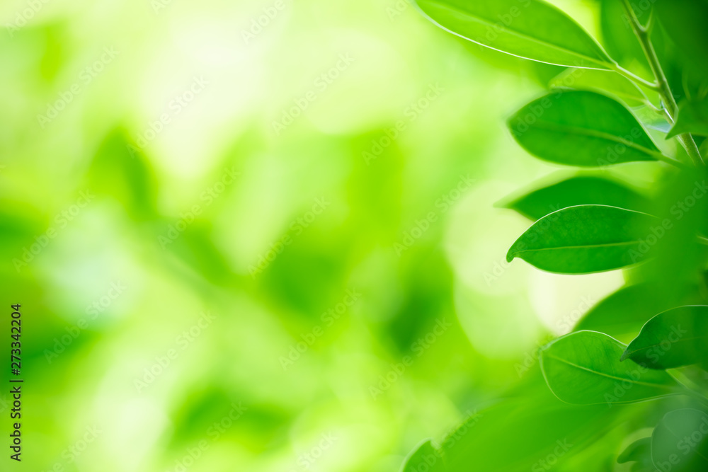 Nature of green leaf in garden at summer. Natural green leaves plants using as spring background cover page greenery environment ecology wallpaper Nature of green leaf in garden at summer. Natural green leaves plants using as spring background cover page greenery environment ecology wallpaper