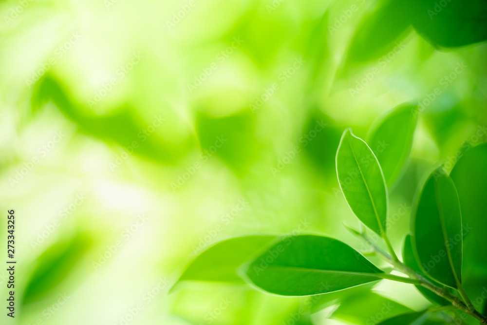 Nature of green leaf in garden at summer. Natural green leaves plants using as spring background cover page greenery environment ecology wallpaper Nature of green leaf in garden at summer. Natural green leaves plants using as spring background cover page greenery environment ecology wallpaper