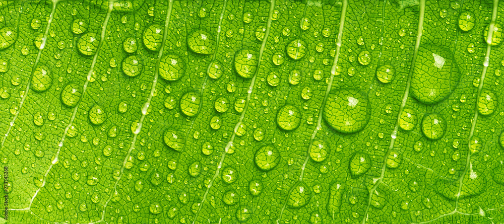 Close up rain drops on green leaf, water and Panorama water and nature background concept - obrazy, fototapety, plakaty 