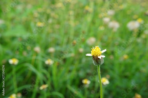 yellow flower in the grass