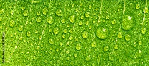 Fotografia Close up rain drops on green leaf, water and Panorama water and nature backgroun