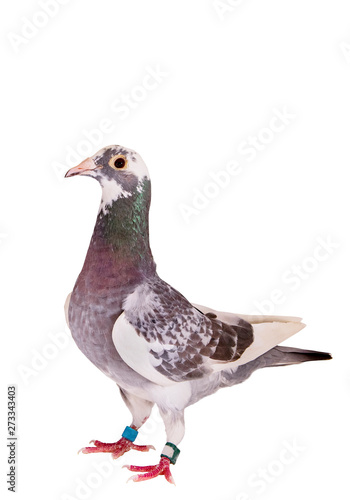 full body of speed racing pigeon bird standing isolate white background