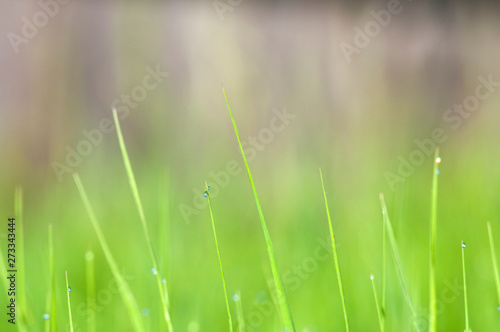 shiny droplets of morning dew on green grass