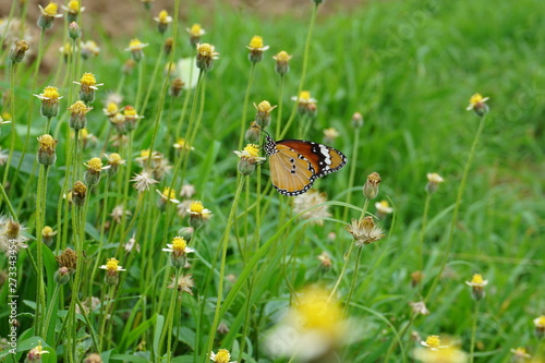 butterfly on flowers