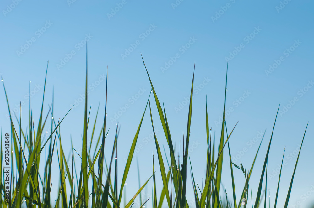 green grass in drops of morning dew against the blue sky green grass in drops of morning dew against the blue sky