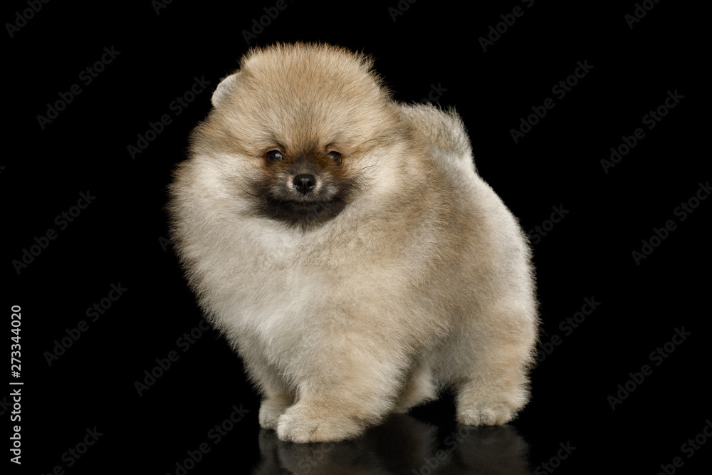 Groomed miniature Pomeranian Spitz puppy Standing on black isolated background, side view Groomed miniature Pomeranian Spitz puppy Standing on black isolated background, side view