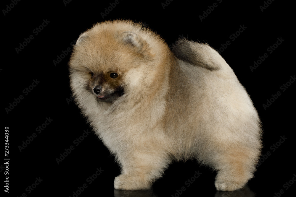 Groomed miniature Pomeranian Spitz puppy Standing on black isolated background, side view Groomed miniature Pomeranian Spitz puppy Standing on black isolated background, side view