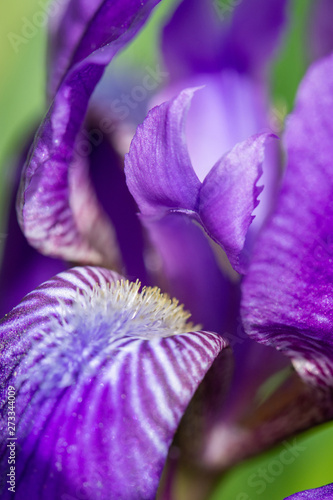 Macro photo of a purple iris flower in sunlight in summer on a green background