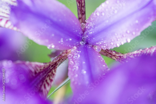 Macro photo of a purple iris flower with drops of dew or rain in summer sunlight on a green background