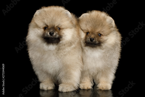 Two Groomed miniature Pomeranian Spitz puppies Standing on black isolated background, front view