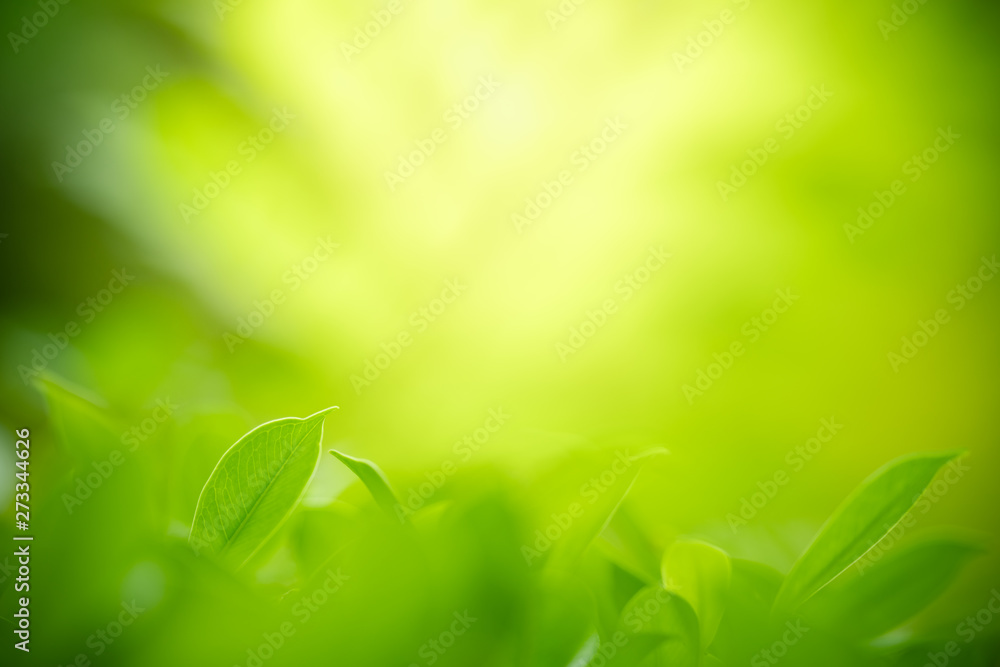 Nature of green leaf in garden at summer. Natural green leaves plants using as spring background cover page greenery environment ecology wallpaper Nature of green leaf in garden at summer. Natural green leaves plants using as spring background cover page greenery environment ecology wallpaper