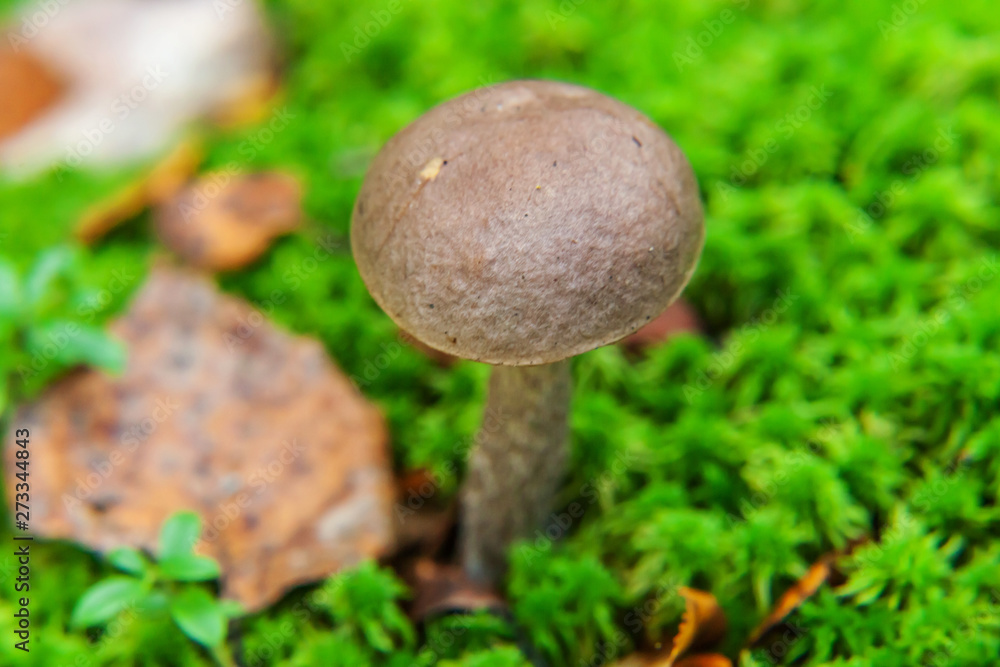 Edible small mushroom with brown cap Penny Bun leccinum in moss autumn forest background. Fungus in the natural environment. Big mushroom macro close up. Inspirational natural summer or fall landscape Edible small mushroom with brown cap Penny Bun leccinum in moss autumn forest background. Fungus in the natural environment. Big mushroom macro close up. Inspirational natural summer or fall landscape
