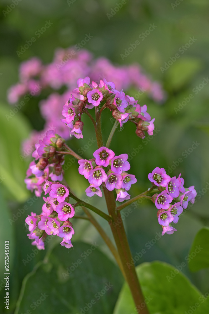The medicinal plants. The flowers and the leaves of Bergenia Cardifolia Spike. The focus is soft, the background is blurred. The medicinal plants. The flowers and the leaves of Bergenia Cardifolia Spike. The focus is soft, the background is blurred.
