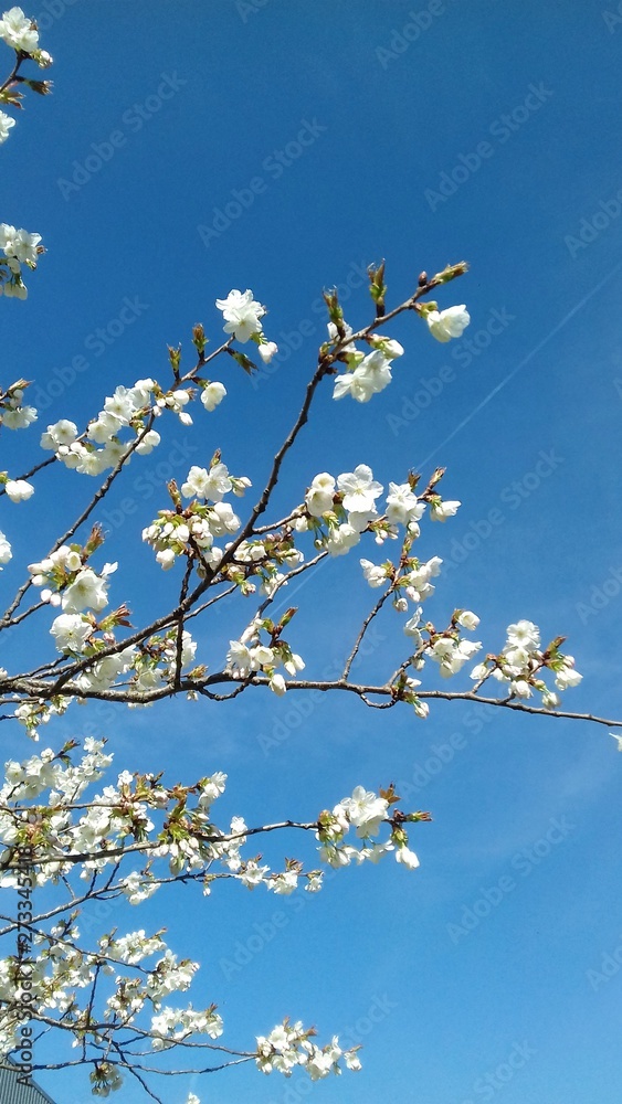 Tree Blossom and Blue Sky Tree Blossom and Blue Sky