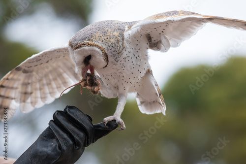 Schilderij op canvas Cute barn owl, Tyto alba, with large eyes sitting on the leather glove caught a mouse and eats her