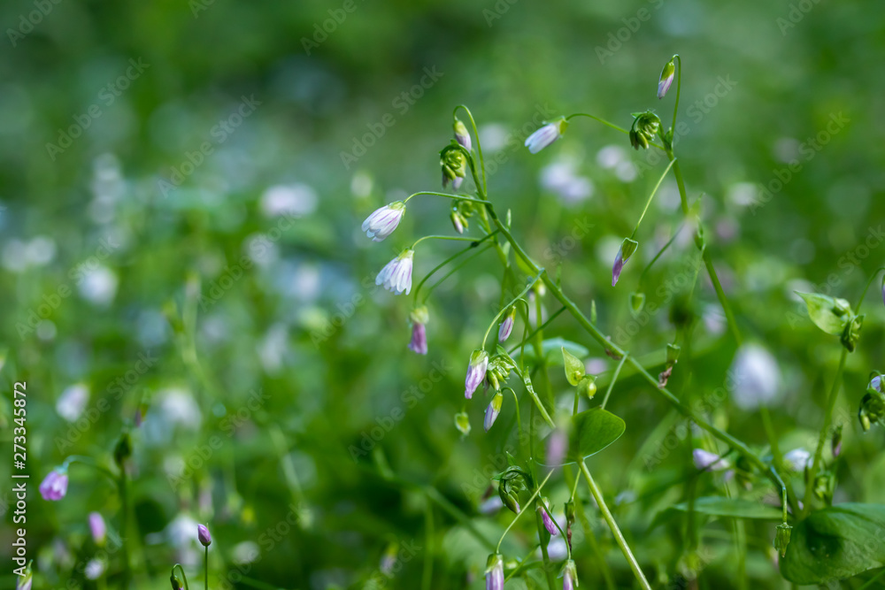 Violet bells flowers Campanula rotundifolia harebel macro in forest Violet bells flowers Campanula rotundifolia harebel macro in forest