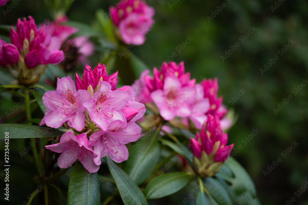 Pink rhododendron flowers in the park, Finland