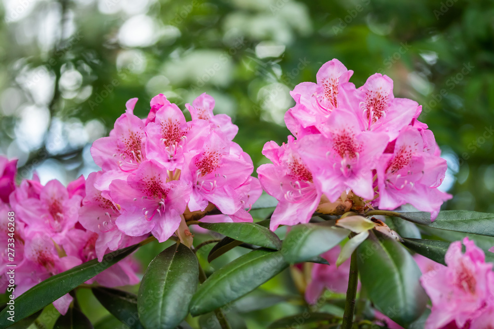 Pink rhododendron flowers in the park, Finland Pink rhododendron flowers in the park, Finland