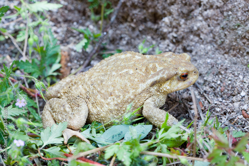 Common toad or European toad, Bufo bufo. Common toad or European toad, Bufo bufo.