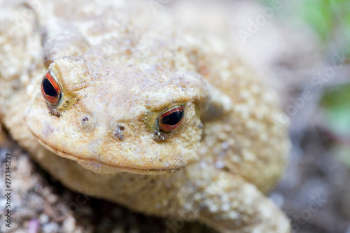 Common toad or European toad, Bufo bufo.