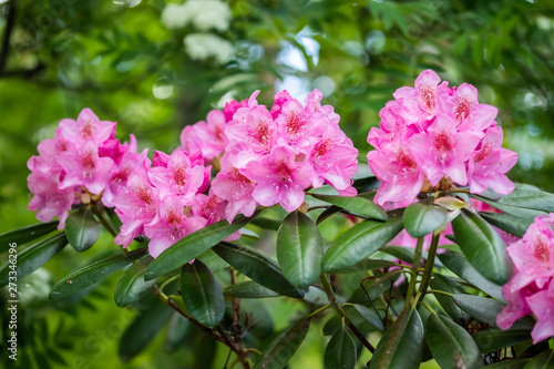 Pink rhododendron flowers in the park, Finland