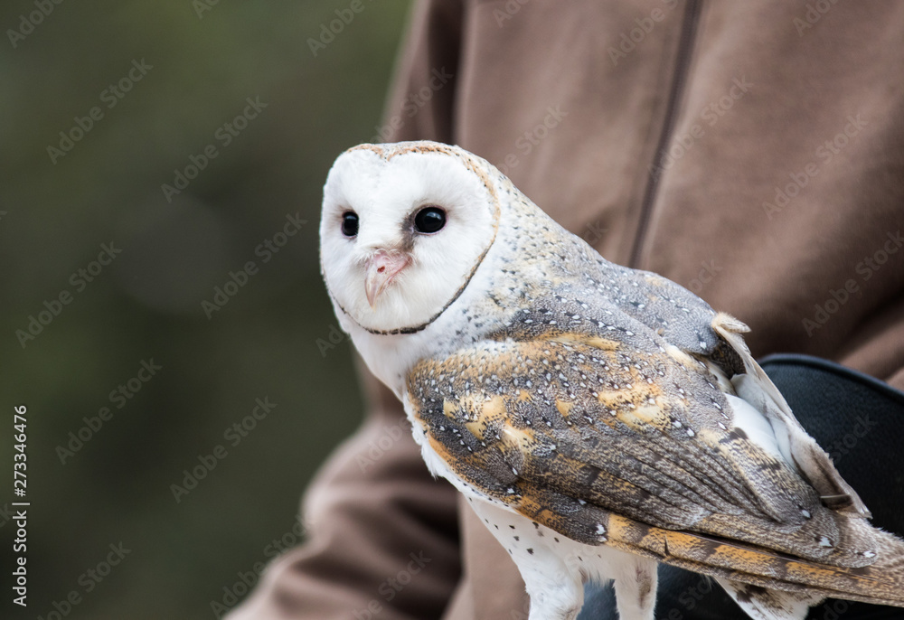 Naklejka Cute barn owl, Tyto alba, with large eyes and face looks like a heart sitting on a lap of its owner. Tame owl