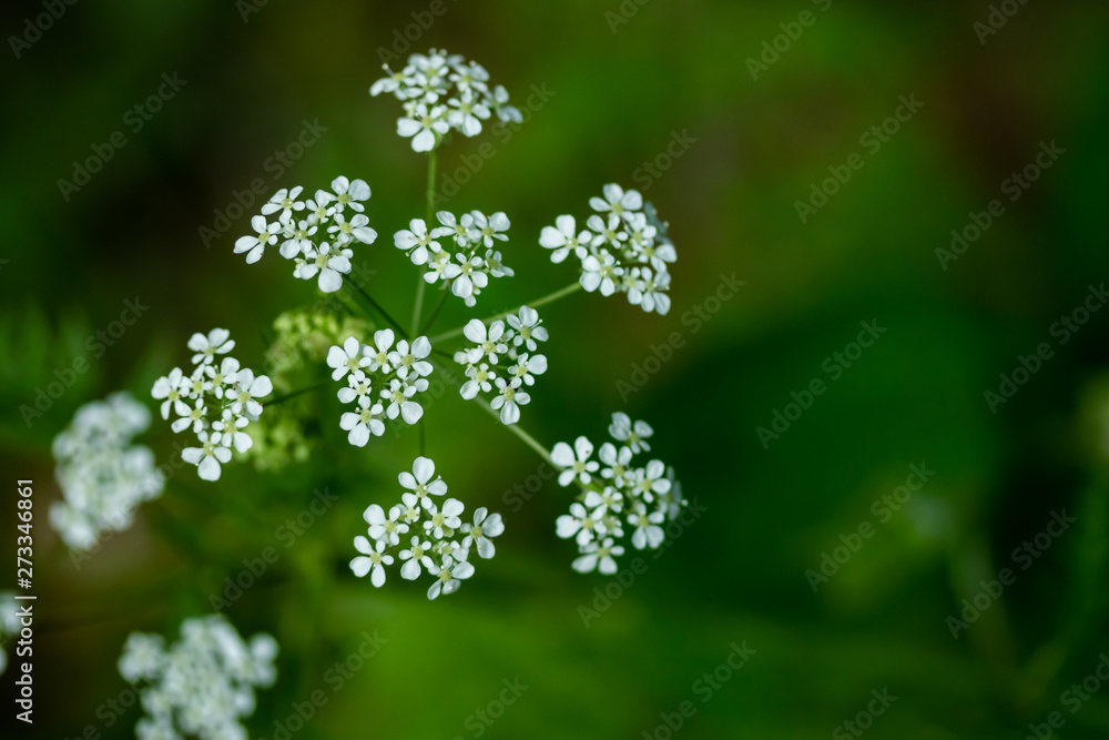 Macro of tiny white cow parsley flowers, selective focus with bokeh background. also known as wild chervil. Macro of tiny white cow parsley flowers, selective focus with bokeh background. also known as wild chervil.