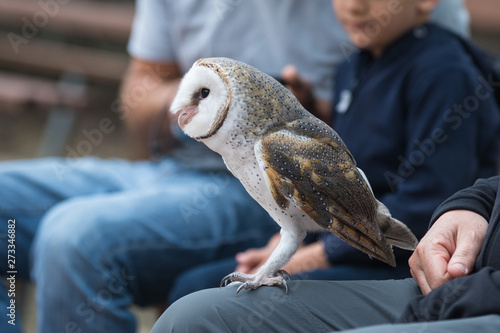 Foto Cute barn owl, Tyto alba, with large eyes and face looks like a heart sitting on a lap of its owner in blue jeans