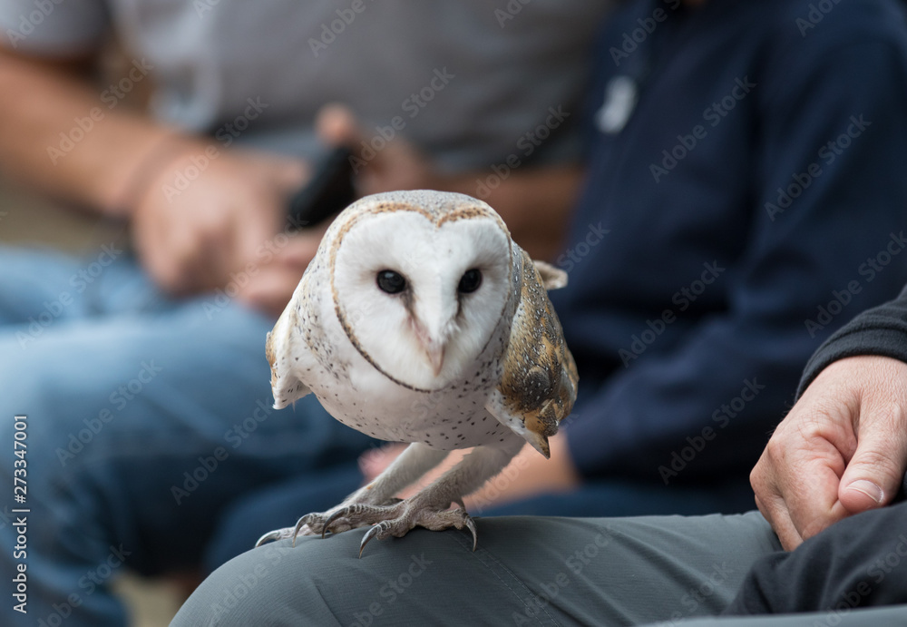 Cute barn owl, Tyto alba, with large eyes and face looks like a heart sitting on a lap of its owner in blue jeans. Tame owl