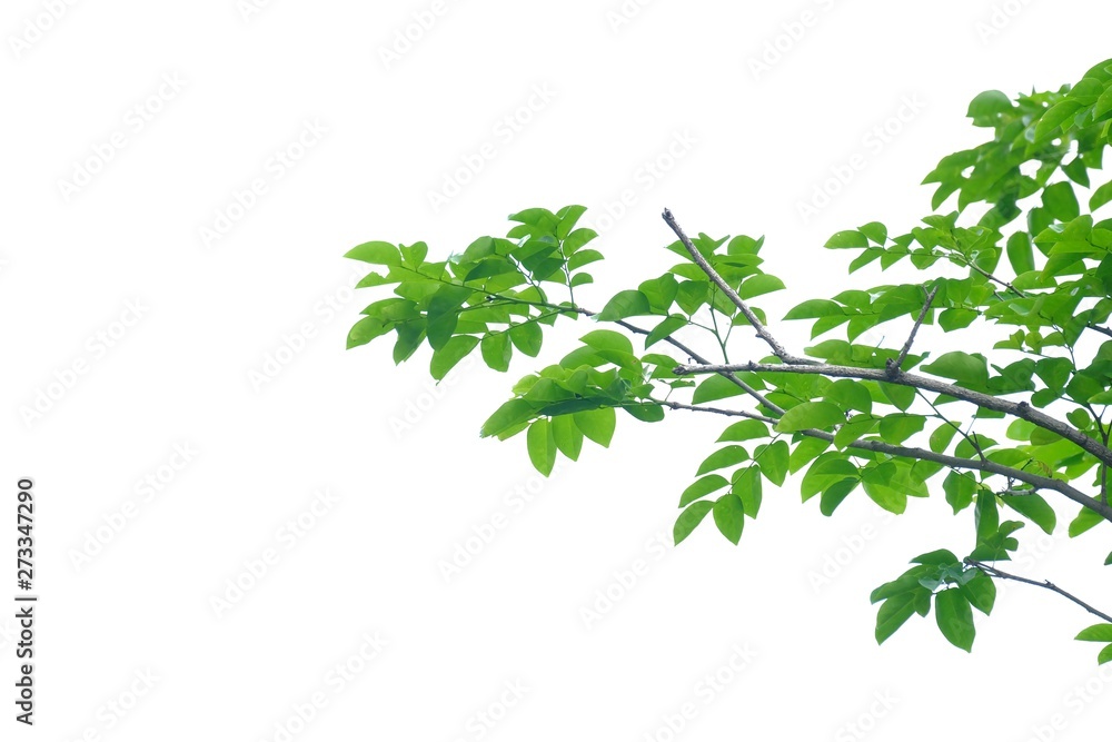 Tropical tree leaves with branches on white isolated background for green foliage backdrop Tropical tree leaves with branches on white isolated background for green foliage backdrop