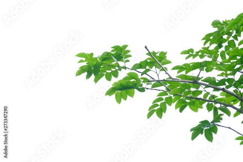 Tropical tree leaves with branches on white isolated background for green foliage backdrop  © Oradige59