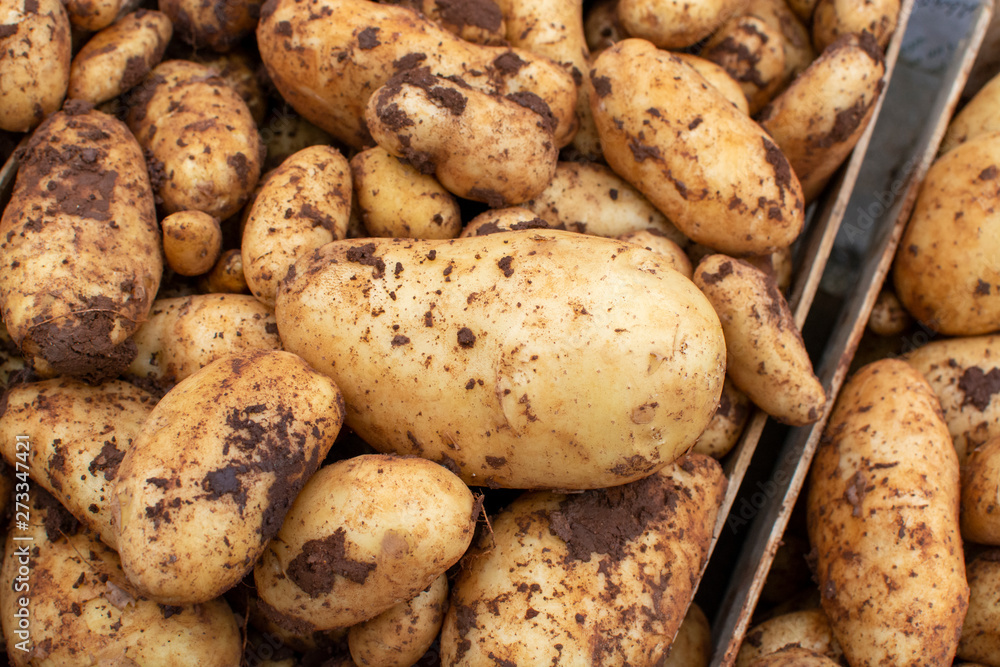 Nre harvest fresh whole potatoes on market Nre harvest fresh whole potatoes on market