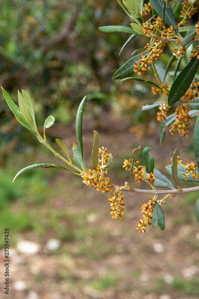 Seasonal blossom of olive trees on plantanions in Italy