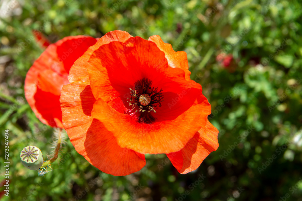 Red poppy flowers on green grass