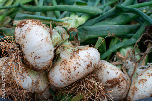 New harvest of white Sicilian onion vegetable on market