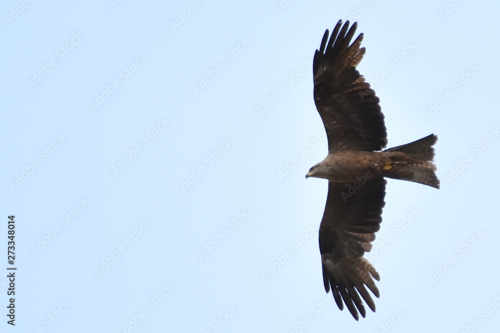 Fototapeta premium Milhafre