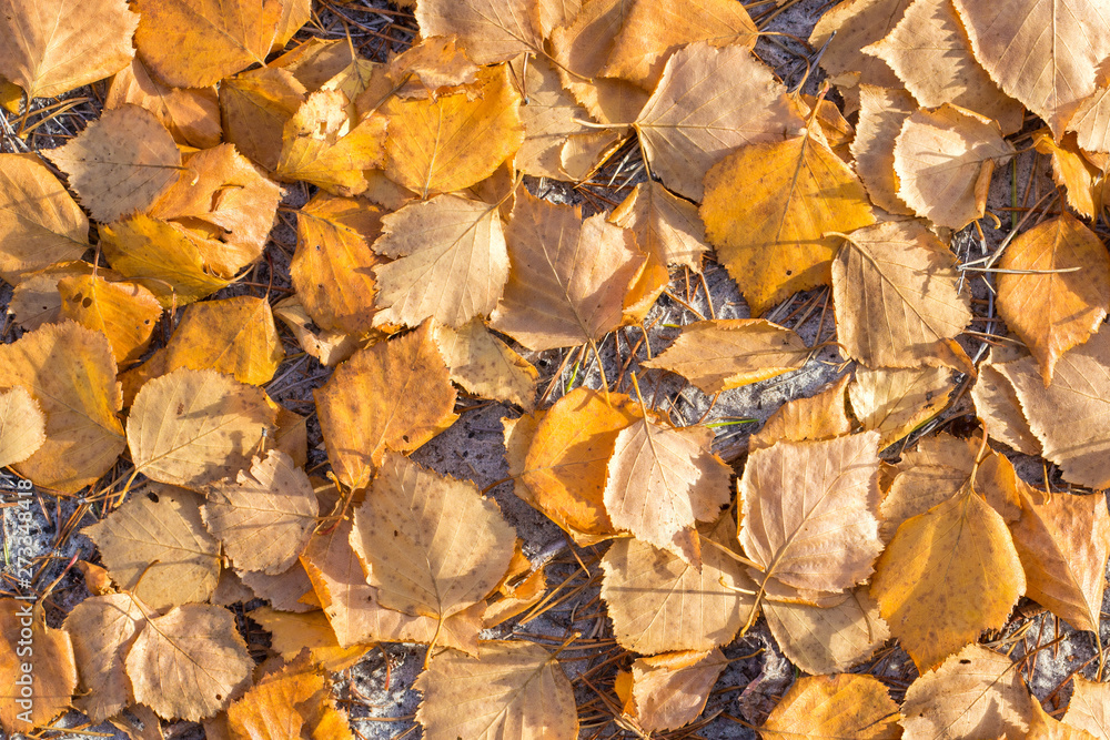 background of fallen yellow birch leaves in autumn