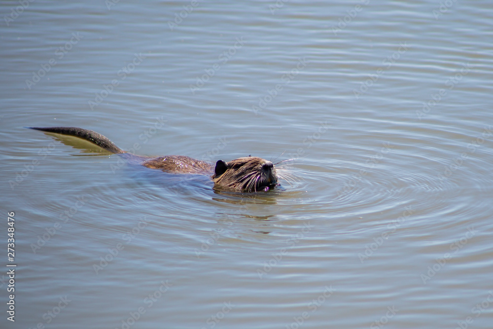 Fototapeta premium Ragondin