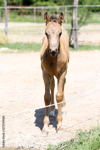 Beautiful thoroughbred foal posing for cameras at rural equestrian farm