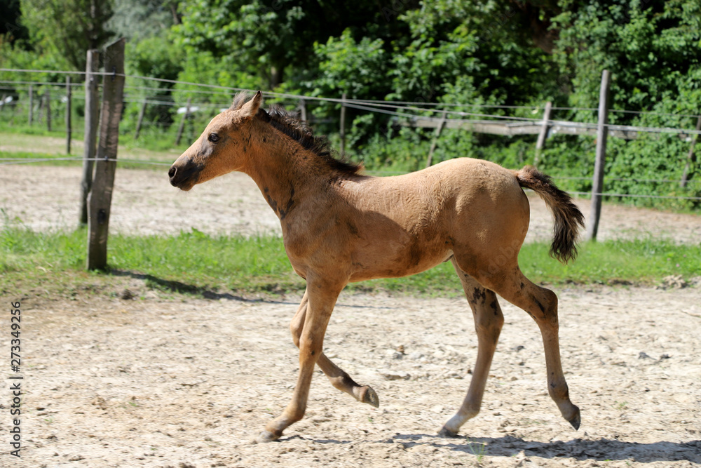 Beautiful thoroughbred foal and mare posing for cameras at rural equestrian farm Beautiful thoroughbred foal and mare posing for cameras at rural equestrian farm