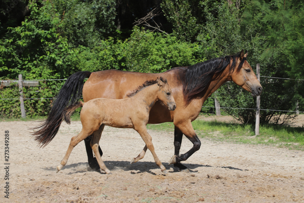 Obraz premium Beautiful thoroughbred foal and mare posing for cameras at rural equestrian farm