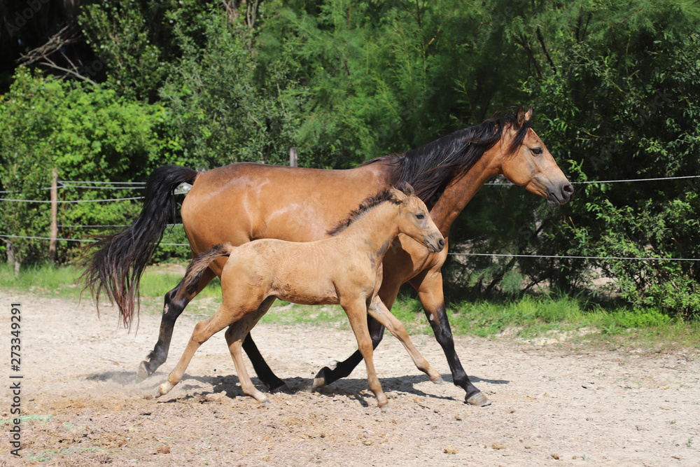 Fototapeta premium Beautiful thoroughbred foal and mare posing for cameras at rural equestrian farm