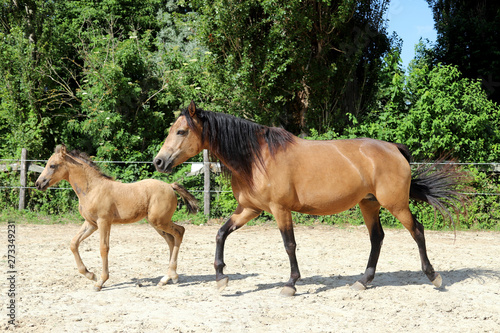 Beautiful thoroughbred foal and mare posing for cameras at rural equestrian farm © acceptfoto