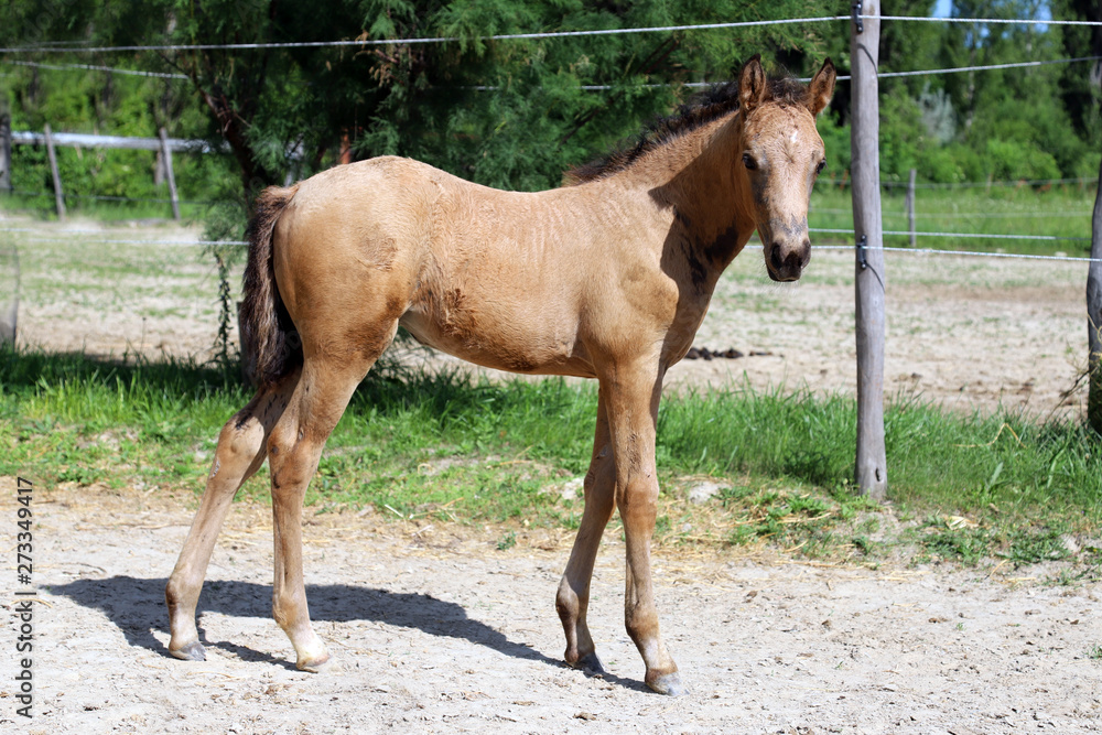 Beautiful thoroughbred foal posing for cameras at rural equestrian farm Beautiful thoroughbred foal posing for cameras at rural equestrian farm