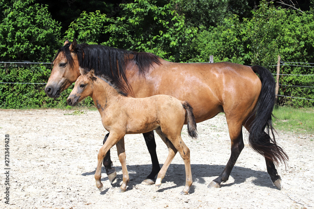 Fototapeta premium Beautiful thoroughbred foal and mare posing for cameras at rural equestrian farm