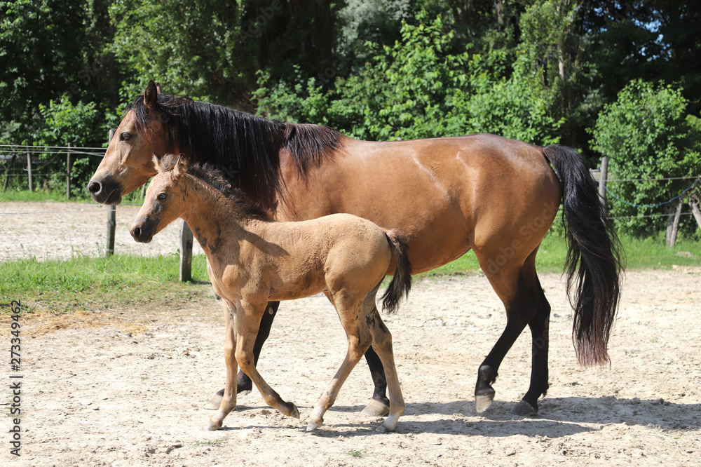Fototapeta premium Beautiful thoroughbred foal and mare posing for cameras at rural equestrian farm
